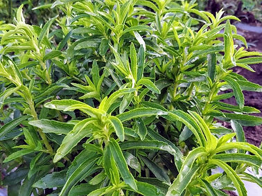 SHUR-A3-2 Stevia plant