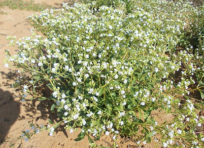 stevia-flowering