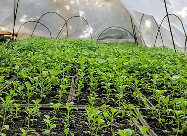 greenhouse-stevia growing