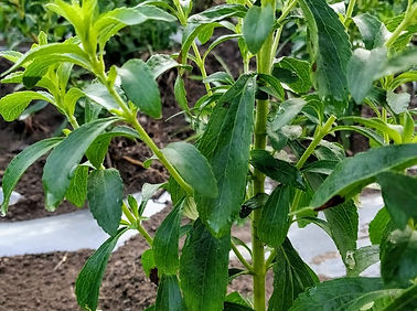 Sugar High A3 Stevia plant