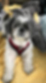 Gus