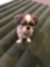 Gus