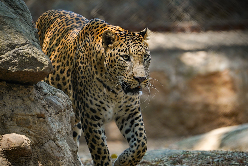 Leopard