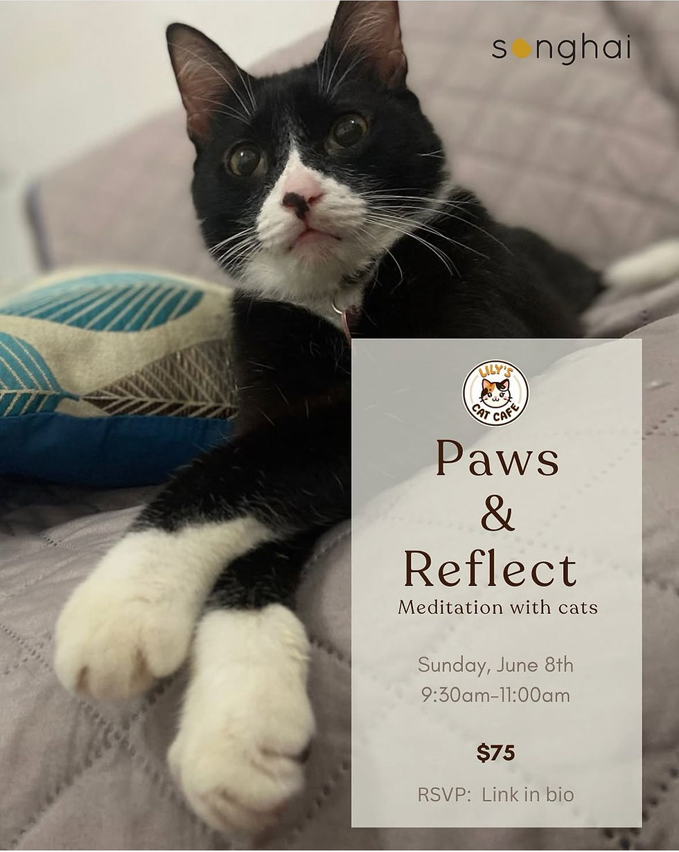 Reflect & Paws - Meditation with Cats