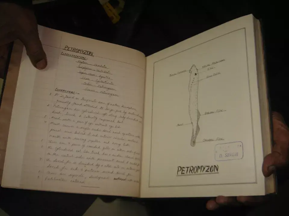 Thumbnail: HAND WRITTEN PROTOCHORDATA , MUSEUM SPECIMENS WITH 87 DRAWINGS - PAGES 174