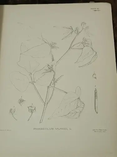 Thumbnail: FIELD AND GARDEN CROPS OF THE NORTH WESTERN PROVINCES & OUDH BY J.F. DUTHIE 1882