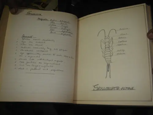 Thumbnail: HAND WRITTEN  INSECT RECORD WITH 56 DRAWINGS - PAGES 112