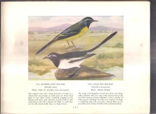 Thumbnail: INDIA - COMMON INDIAN BIRDS - A PICTURE ALBUM BY SALIM ALI & LAEEQ FUTEHALLY