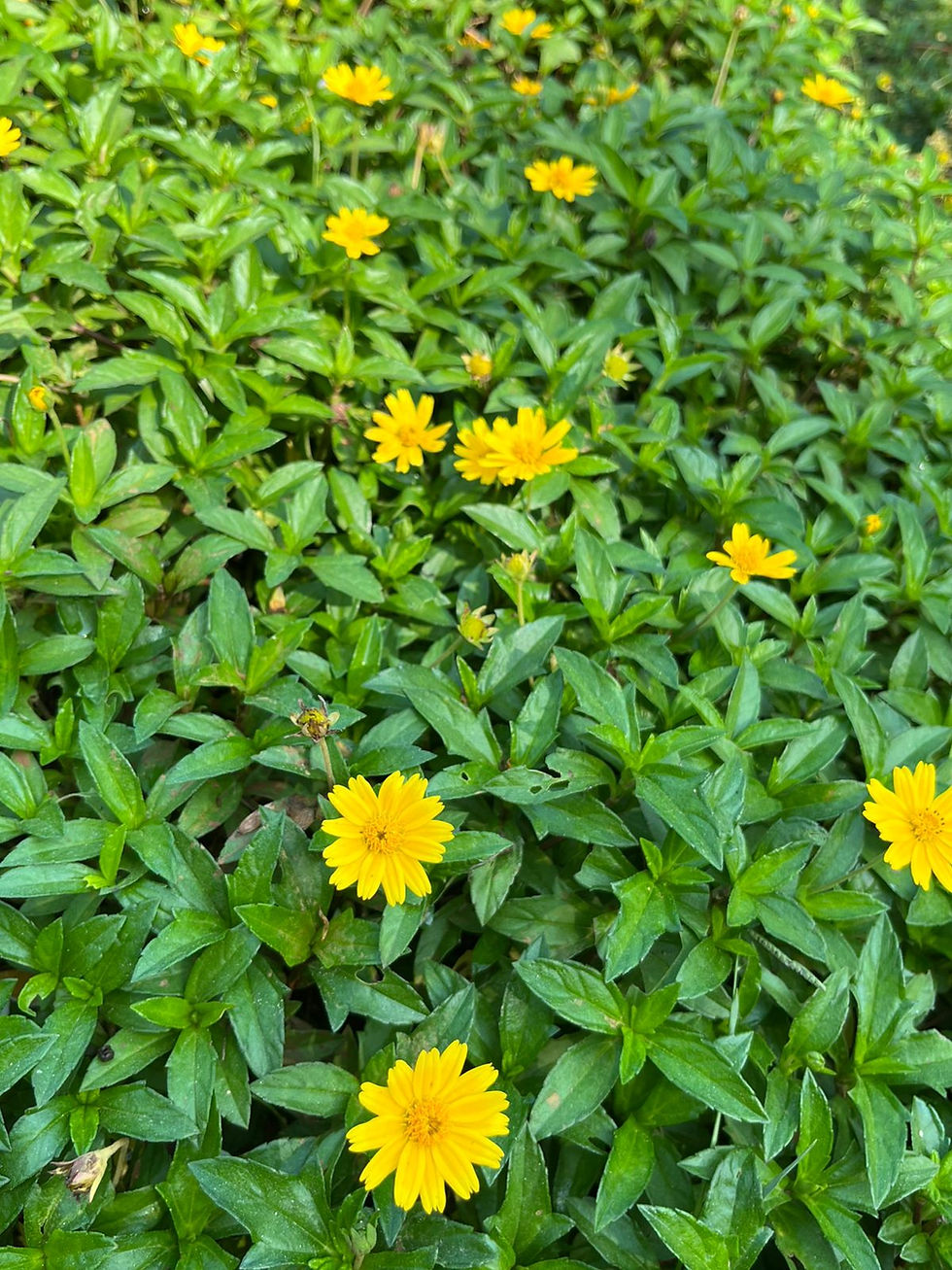 sunflower creeper