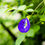 Thumbnail: Blue Aparajita Seeds
