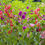 Thumbnail: Impatiens balsamina seeds