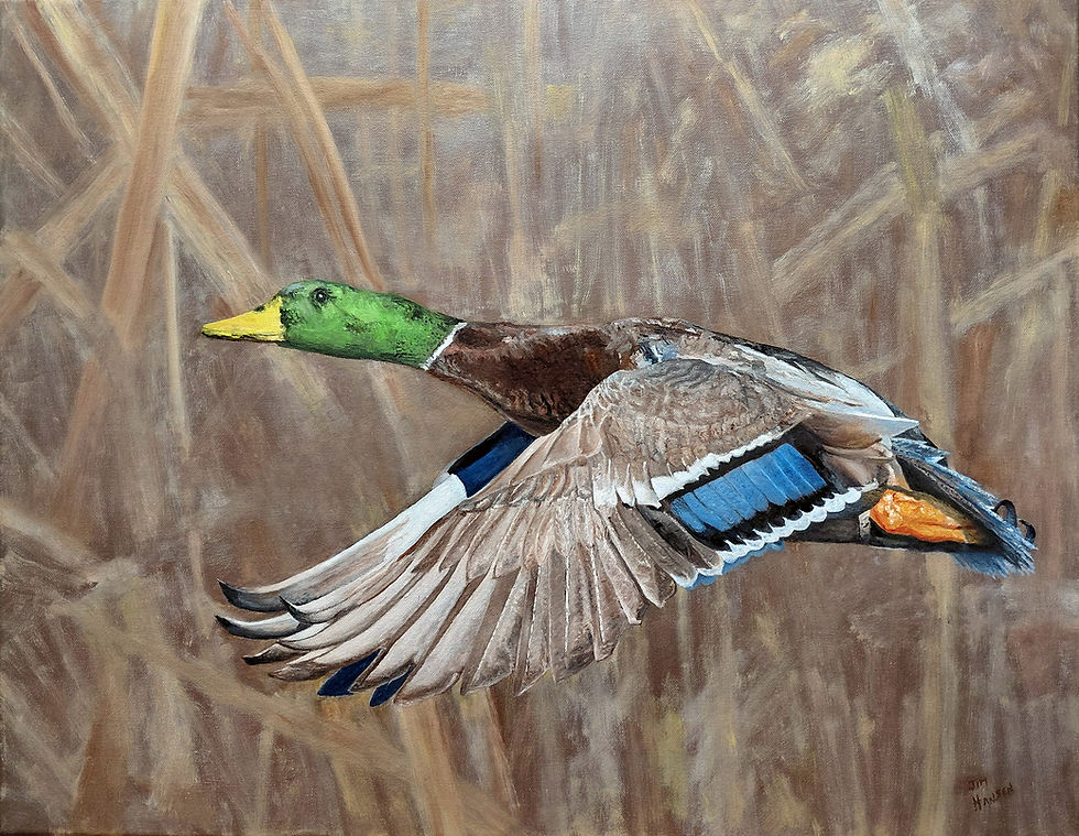 Drake Mallard Duck