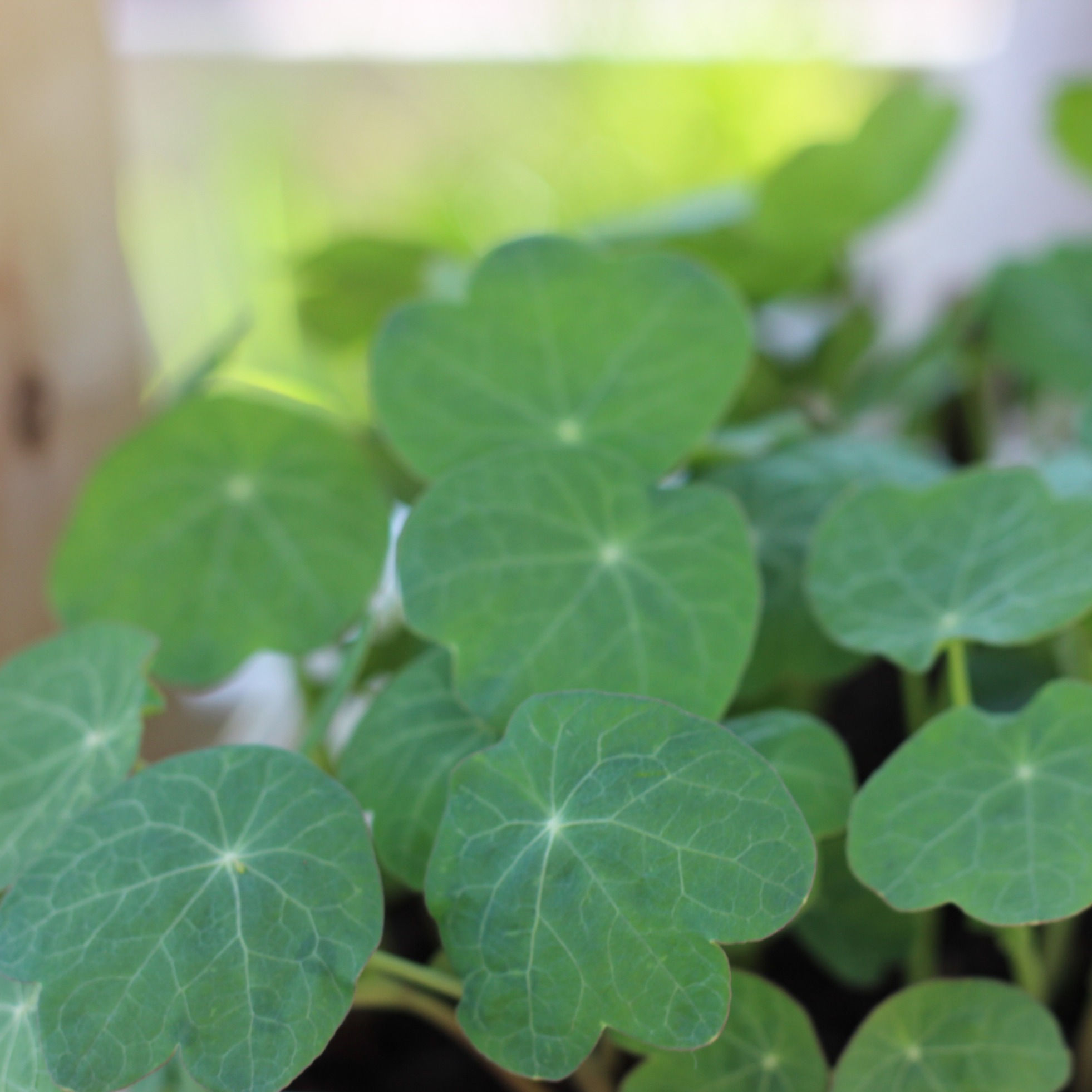 Nasturtium seeds 'Trailing Mix' ORGANIC