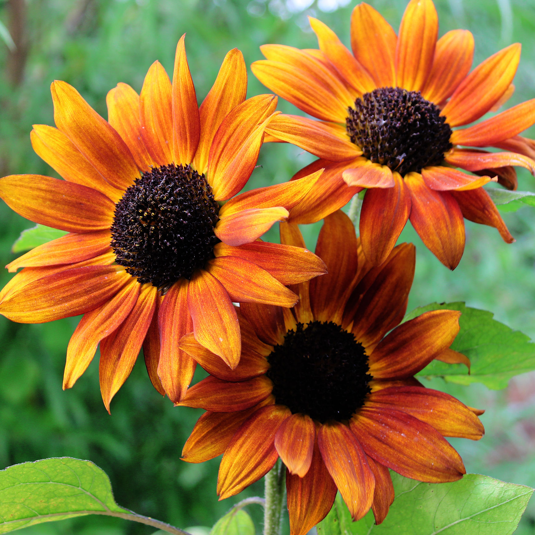 Sunflower Seeds 'Velvet Queen' ORGANIC