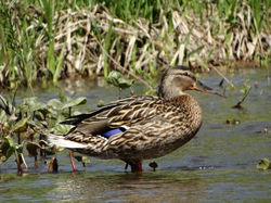 Кряква, самка