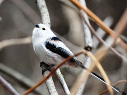 Длиннохвостая синица