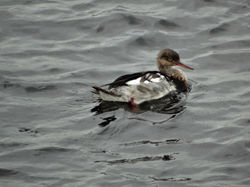 Большой крохаль