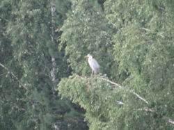 Цапля серая