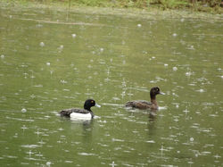 Чернеть хохлатая