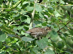 Молодой рябчик