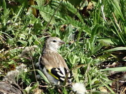 Щегол, молодая птица