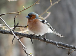 Зяблик, самец