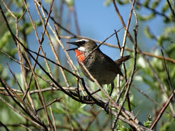 Соловей-красношейка