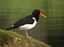 Кулик-сорока