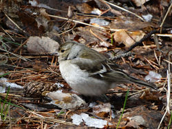 Зяблик, самка