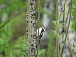 Малый пестрый дятел