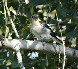 Дубонос обыкновенный