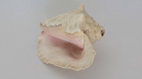 OBJECTE%20PAASSAVOLANT%20CORN%20DE%20MAR