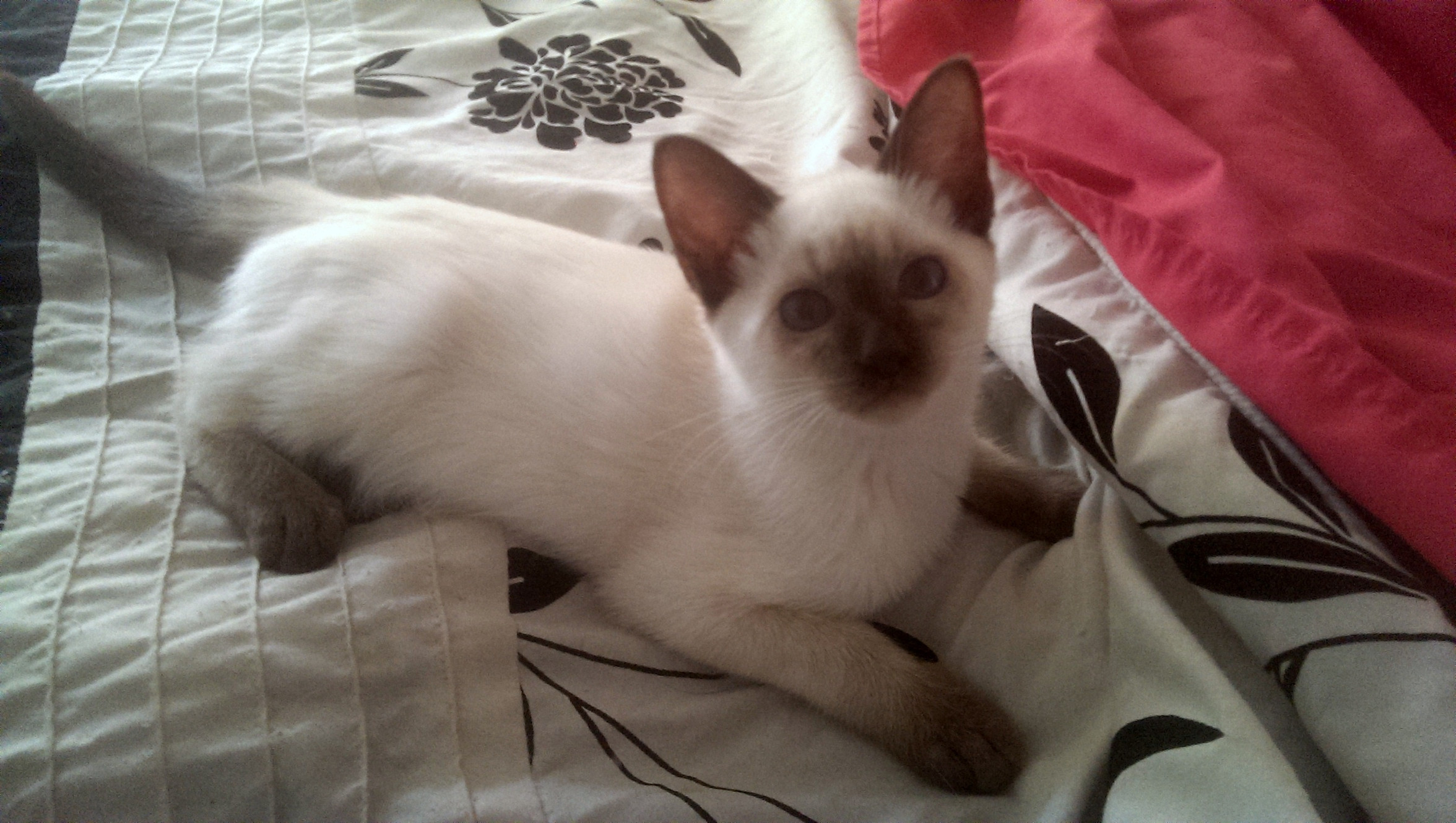 Evermead Traditional Siamese and Balinese Cunningham, Kentucky