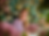 Gemini_Generated_Image_cuixgrcuixgrcuix.png