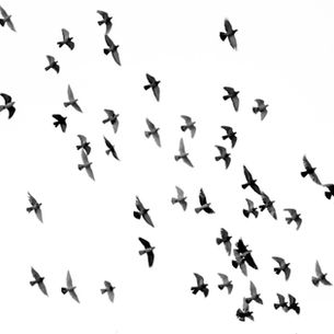 צריכה וחייבת