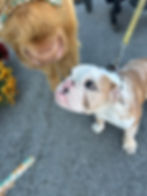 Can I pet that dog ?