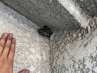 川崎市高津区の蜂駆除(スズメバチ駆除、アシナガバチ駆除)専門業者