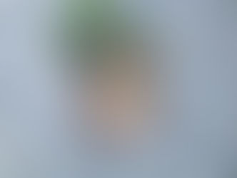 神奈川県川崎市のハチ駆除、ハチの巣駆除の専門業者　害虫害獣駆除本舗