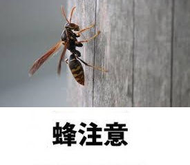 神奈川県横浜市都筑区 アシナガバチ駆除 蜂の巣の撤去
