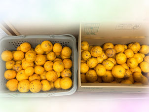 今週はゆず湯でほっと❤️