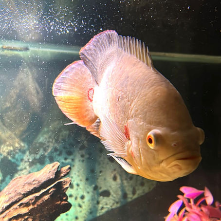 Getting to Know the Clever and Social Oscar Fish