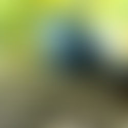 Creating the Optimal Substrate Environment for Your Aquarium