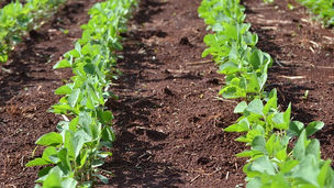 Insight into Market Access & Trade Policy Panel at WIAS25 From Speaker Sérgio Bortolozzo