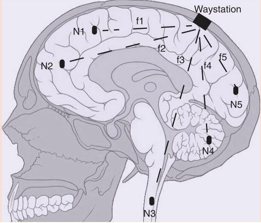 Website Brain Comm 1.JPG