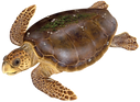 loggerheadart-300x222.png
