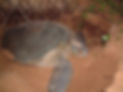 Greenseaturtle.jpg