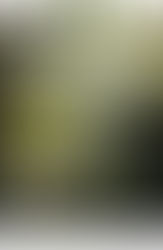 2nd International Conference on Mangroves for Sustainability 2024