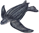 leatherbackart (1).png