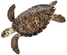 hawksbillart (2).png
