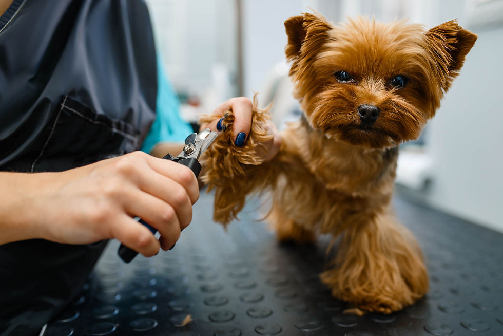Mobile Dog Grooming 003.jpg